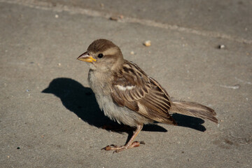 one sparrow in the sun and its shadow