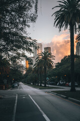 trees at sunrise road miami Brickell florida usa beautiful 