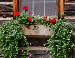 Fototapeta na wymiar 617-65 Mertha's Cabin Window Box Flowers
