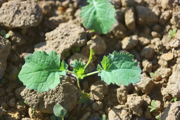 Young green rape plant in the field 