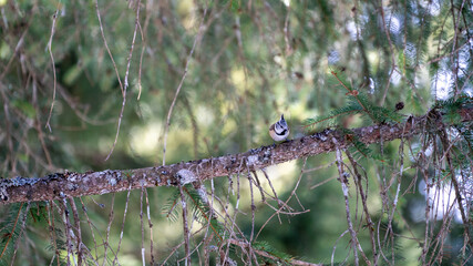 crested tit is perching on a branch of a spruce tree