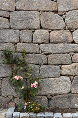 Flowers growing against stone wall