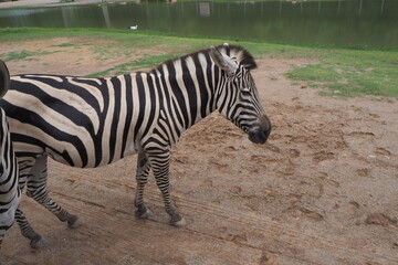 Fototapeta na wymiar Zebra at Kanchanaburi Zoo, Kanchanaburi, Thailand.