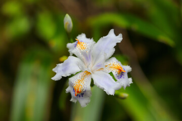 White iris flower, bud in full bloom, close-up top view on blurred green leaf background