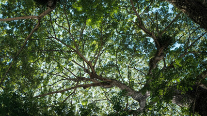 Bottom view of beautiful fresh green tree and sunlight on blue sky background. Fresh green leaves low angle view. Selective focus. Copy space for characters or text. Nature concept.