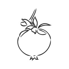 fruit pomegranate set hand drawn vector illustration realistic sketch. garnet vector sketch illustration