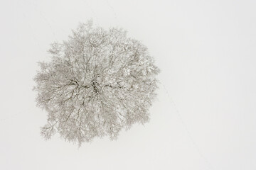 Winterbaum von oben