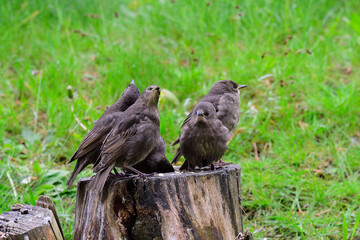 Junge Stare warten auf die Fütterung	