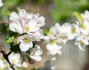 branch with white flowers in spring on a blurred nature background