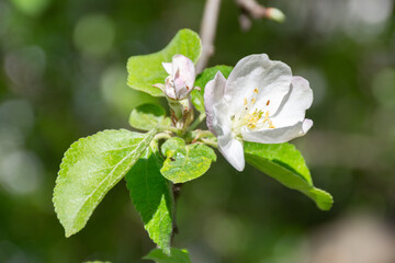 branch with white flowers in spring on a blurred nature background