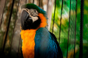 blue and yellow macaw