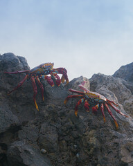 two crabs in the rocks 