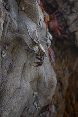 little crab in the rocks