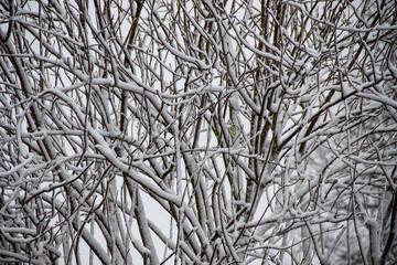 Heavy snow fall in a garden in England