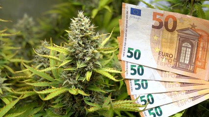 legal weed - cannabis to be smoked with high cbd and low thc - Marijuana flower - light drug and...