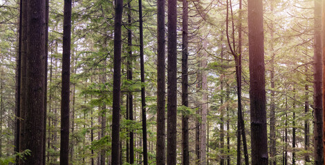 Obraz premium Canadian Rain Forest. Beautiful View of Fresh Green Trees in the Woods. Taken in Lynn Valley Cannyon, North Vancouver, British Columbia, Canada. Panorama Nature Background