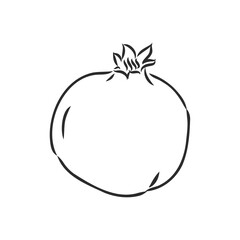 fruit pomegranate set hand drawn vector illustration realistic sketch. garnet vector sketch illustration