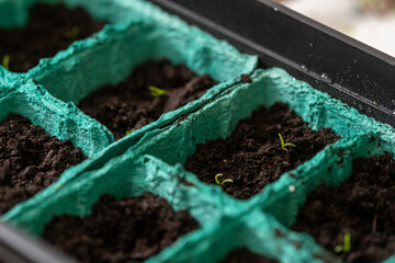 Spring sowing seeds and planting seedlings agricultural plants. Young seed sprouts planted in...