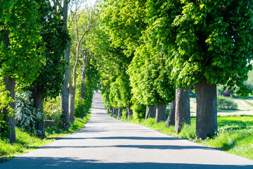 Fototapeta na wymiar Avenue of trees, An alley of old green trees, a country road uphill