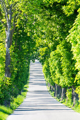 Avenue of trees,  An alley of old green trees, a country road uphill
