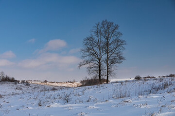 beautiful snow-covered fields with trees in the background