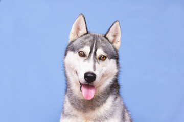 Husky Dog Isolated on Colored Background