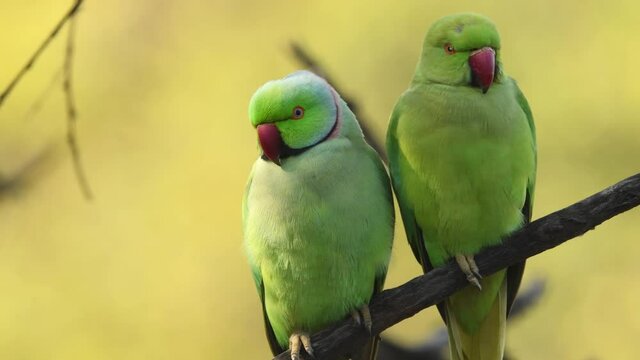 Alexandrine parakeet or parrot pair extreme closeup shot in natural green background of keoladeo ghana national park or bharatpur bird sanctuary rajasthan india - Psittacula eupatria