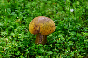 Kleiner braungelber alleinstehender Pilz auf einer grünen Wiese - Small brownish yellow solitary mushroom on a green meadow