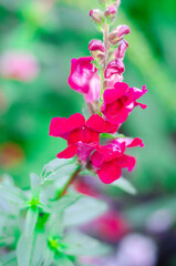 Red flower snapdragon close-up 