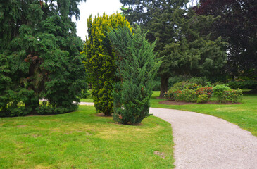 Different species of evergreen coniferous trees, yew trees, taxus baccata growing on a green lawn in a garden with a winding garden footpath, walkway, road.