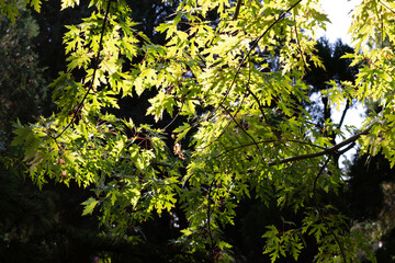 Fototapeta na wymiar Green fresh maple leaves background