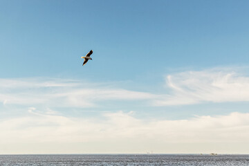 Flying seagull on the water surface of the Gulf of Finland against the background of a blue sky with clouds