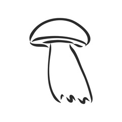 vector hand drawing of wild mushrooms. forest white mushroom vector sketch illustration