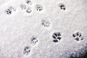 A lot of Cat footprints in some snow