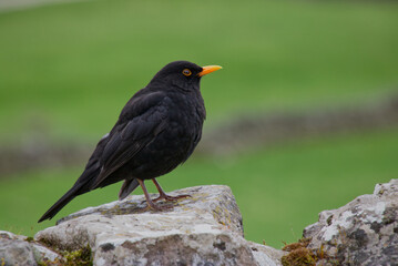 Blackbird on dry stone wall
