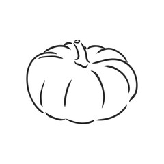 Vector illustration of whole pumpkins. pumpkin, vector sketch illustration