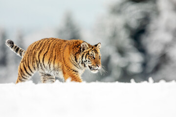 male Siberian tiger (Panthera tigris tigris) goes through the snow for prey