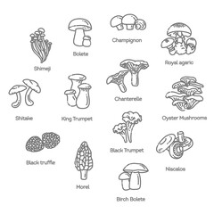 Mushroom set of vector illustrations in flat design