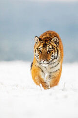 male Siberian tiger (Panthera tigris tigris) beautiful portrait in the snowy plain