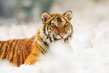 male Siberian tiger (Panthera tigris tigris) is dangerously close
