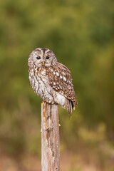 female obecný tawny owl (Strix aluco) sitting on a thin stake near the forest