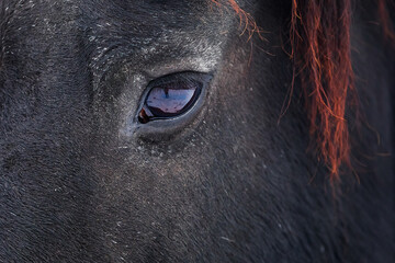 Naklejka premium male Friesian horse eye detail