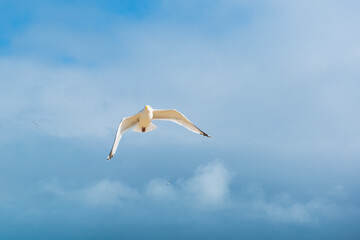 seagull in the sky