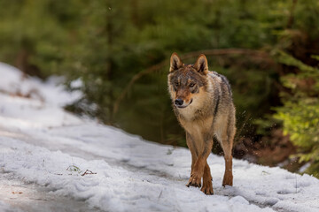 male gray wolf (Canis lupus) crossing the path in the forest