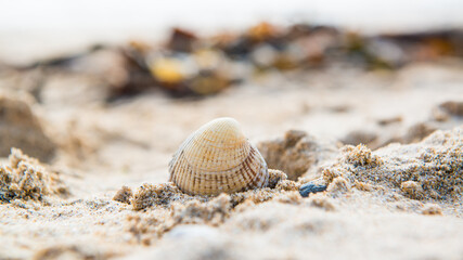 shell on the sand