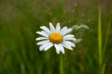 Fototapeta premium chamomile flower close-up in the meadow