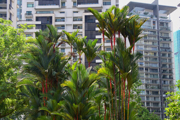 Fototapeta na wymiar Hohe Palmen vor einer Hochhaus Wohnanlage in Kuala Lumpur, Malaysia - Tall palm trees in front of a high-rise residential complex in Kuala Lumpur, Malaysia