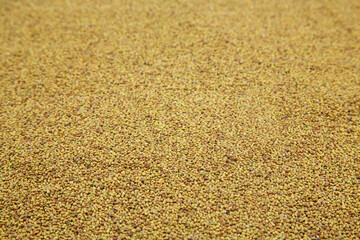 Sweet clover (Melilot). A melliferous aromatic medicinal plant. Seed background