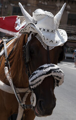 Sicilian horse and cart. Close-up of the popular Palermitan cart.