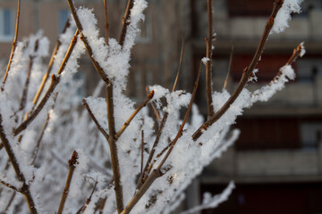 Snow on the branches